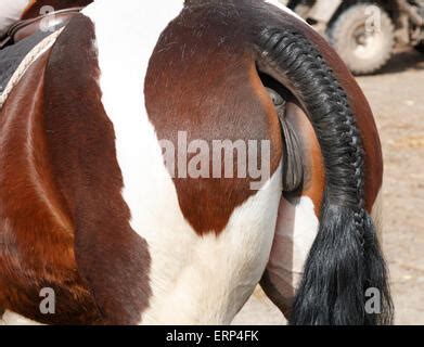 plaited tail of horse Stock Photo: 66563108 - Alamy