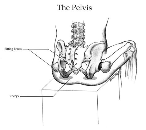 http://redefiningpostureblog.files.wordpress.com/2014/04/pelvis2.jpg ...