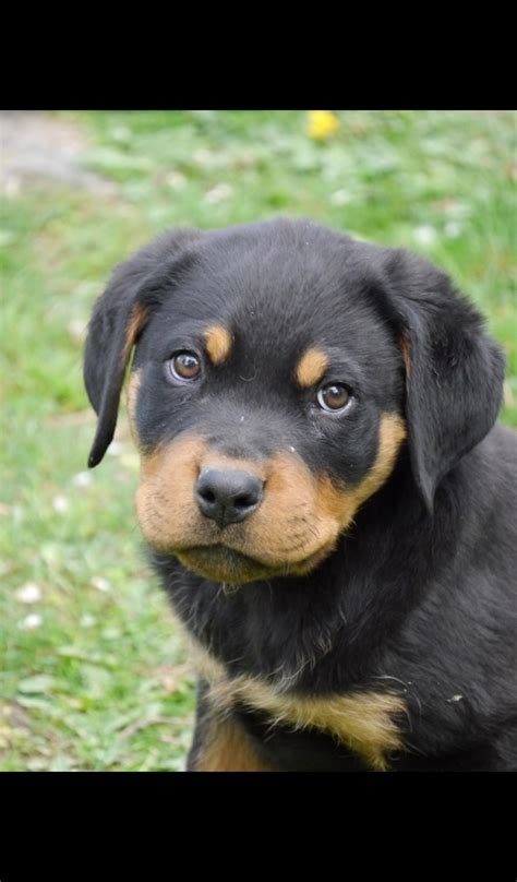 rottweiler puppy Wallpaper -- HD Wallpapers of rottweiler puppy! - App ...