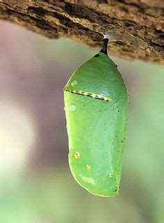 330 Insects: cocoons ideas | insects, cocoon, butterfly chrysalis