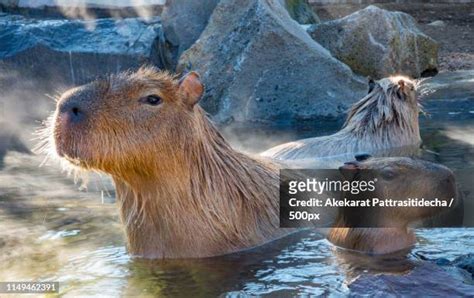 120 Japan A Capybara Stock Photos, High-Res Pictures, and Images - Getty Images