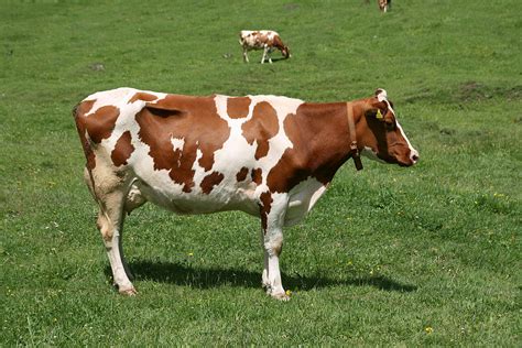 File:Bos taurus taurus sideview.JPG - Wikimedia Commons