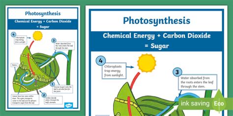 Photosynthesis Science Posters Gloss Paper Measuring 33” X STEM Charts ...