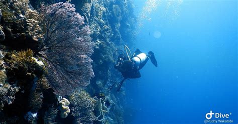 wakatobi diving holiday