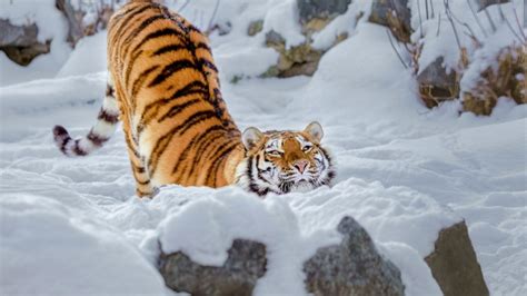 Tiger Snow Wallpaper,HD Animals Wallpapers,4k Wallpapers,Images ...