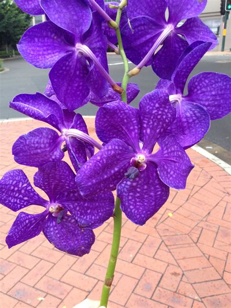 Beautiful purple orchids | Purple orchids, Orchids, Favorite color