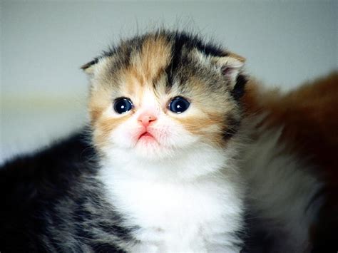 Cute Baby Cat Wallpapers And Cute Baby Cat Pics And Cat Images | Wallpapers Dhamaka