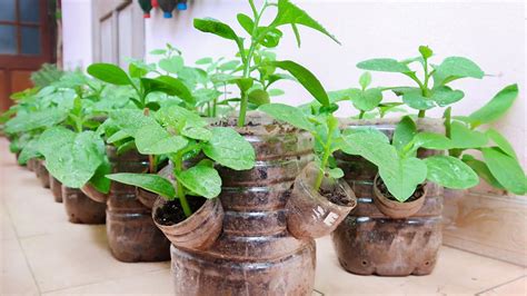 Recycle Plastic Bottles to Grow Vegetables at Home for Housewives | 5T1 Balcony - YouTube