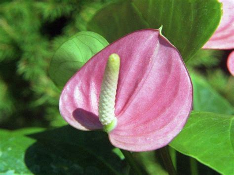 Flower Picture: Anthurium Flower India