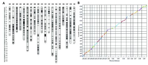 Information of the genetic linkage map. (A) The genetic linkage map ...