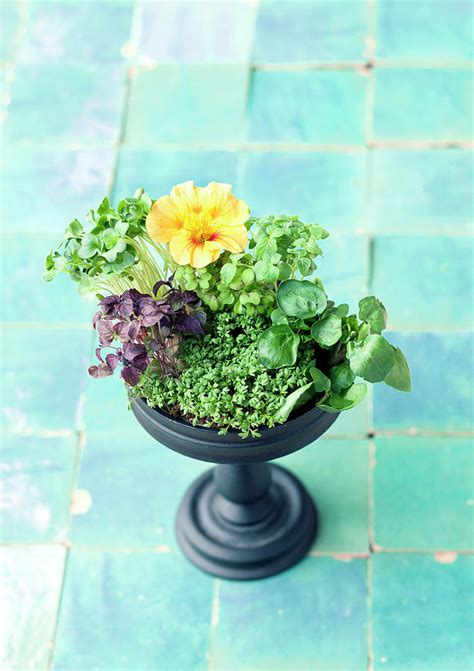 Various Types Of Cress In A Planter Photograph by Jalag / Wolfgang Schardt - Fine Art America