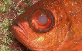 Glasseye Snapper - Heteropriacanthus cruentatus - Caribbean Fish Identification USVI