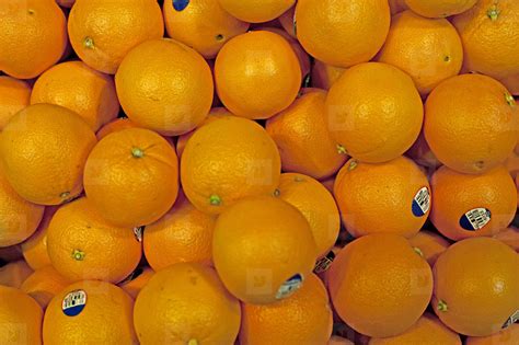 Florida oranges stock photo (33902) - YouWorkForThem