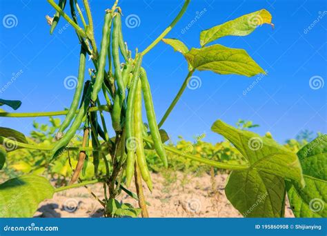 Mung bean plant stock photo. Image of farming, leaf - 195860908