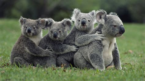 nature, Animals, Koalas, Field, Grass, Family Wallpapers HD / Desktop ...