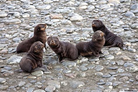 Fur Seal Pups | Ira Meyer Photography