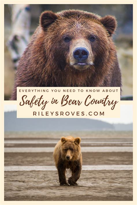 Bear Safety in National Parks: Everything You Should Know | Bear safety, National parks, Bear