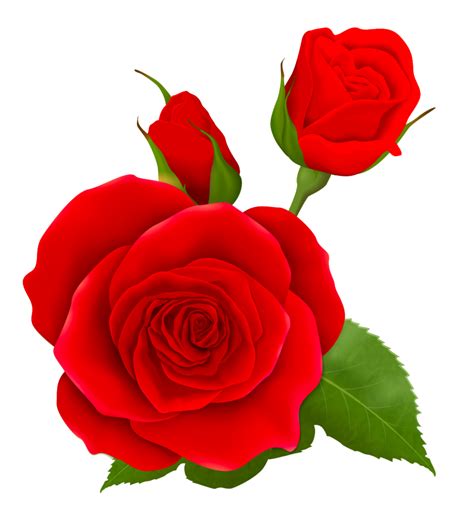 Red Rose PNG Transparent Images - PNG All