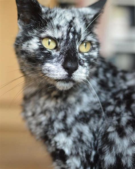 19-Year-Old Cat’s Rare Skin Condition Changes Black Fur Into Brilliant Marble Coat | My Modern ...