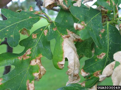 anthracnose (Apiognomonia errabunda ) on oak (Quercus spp. ) - 5030049