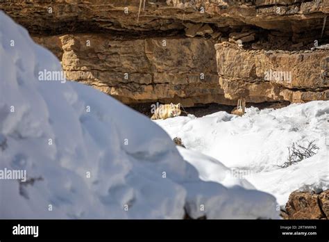 Red Fox in habitat - in Winter Stock Photo - Alamy