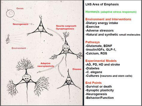 The Neuroplasticity Project