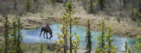 Guide to watching Wildlife in the Canadian Rockies