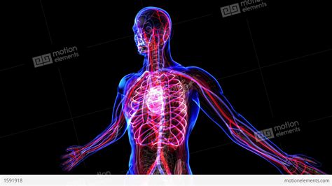 Circulatory System Stock Animation | 1591918