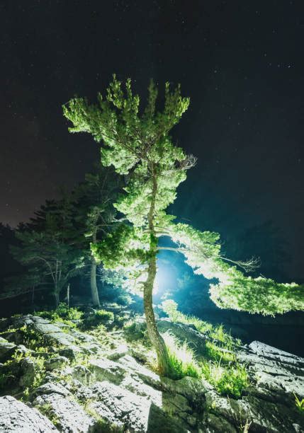 Starry Night Sky Over Pine Forest Stock Photos, Pictures & Royalty-Free Images - iStock