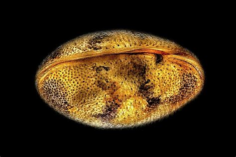 Ostracod Photograph by Rogelio Moreno/science Photo Library