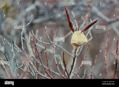 Praying Mantis egg case Stock Photo - Alamy