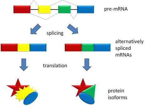 Alternative RNA Splicing in Evolution | Jon Lieff, M.D.