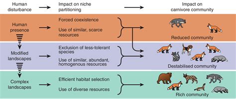 Human disturbance has contrasting effects on niche partitioning within carnivore communities ...