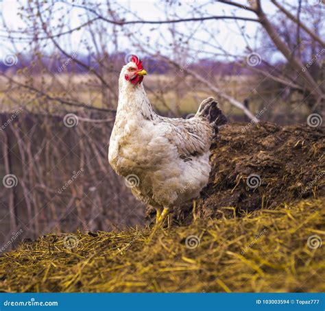 Chicken on a Dunghill. Chickens Stock Photo - Image of dung, open ...