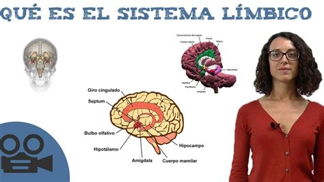 Qué es el sistema límbico - YouTube