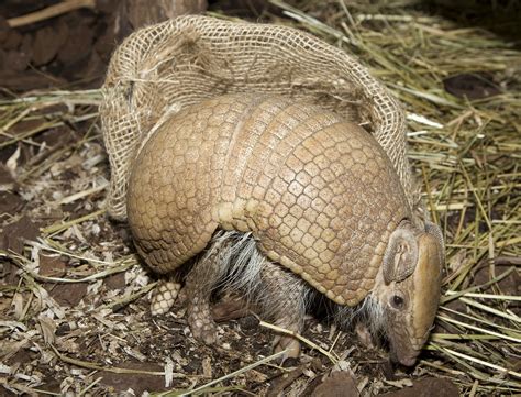 Armadillos! - WOW Biology 101