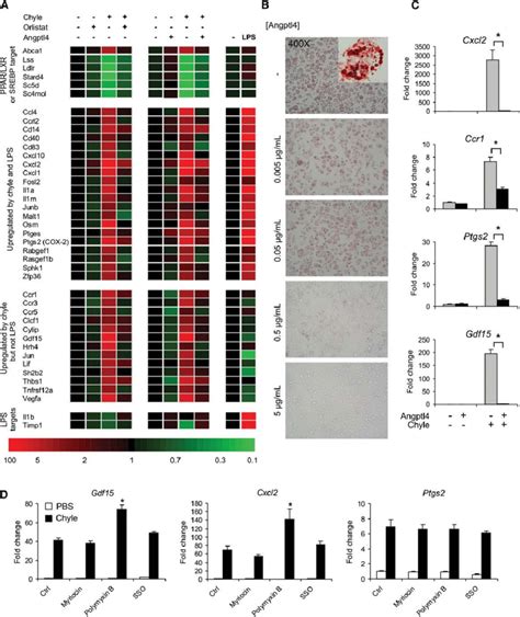 Angptl4 Inhibits Macrophage Foam Cell Formation and Inflammatory Gene... | Download Scientific ...