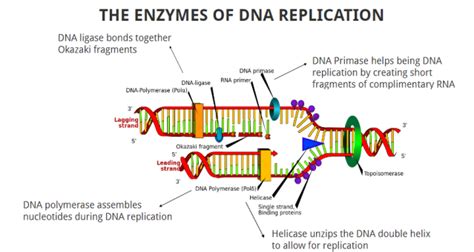 Enzymes Involved In DNA Replication • Microbe Online