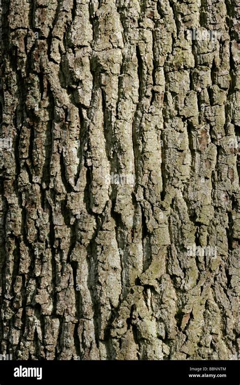 Oak tree bark Stock Photo - Alamy