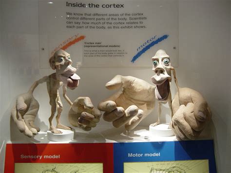 Homunculus - Psychology Wiki