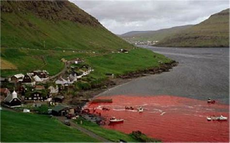 Do These Pictures Show a Dolphin Hunt in Denmark's Faroe Islands? | Snopes.com