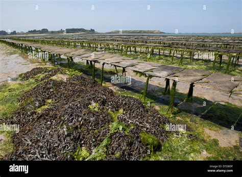 oyster culture, oyster farming, aquaculture, mariculture, Pacific oyster, Austernzucht ...