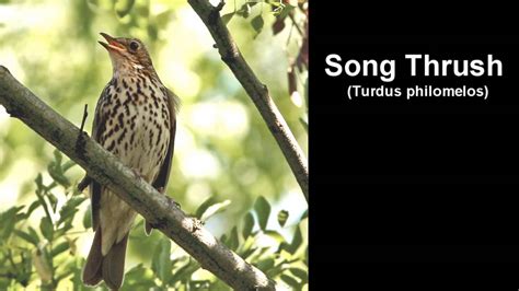 Song Thrush Bird Call BIRDSONG - YouTube