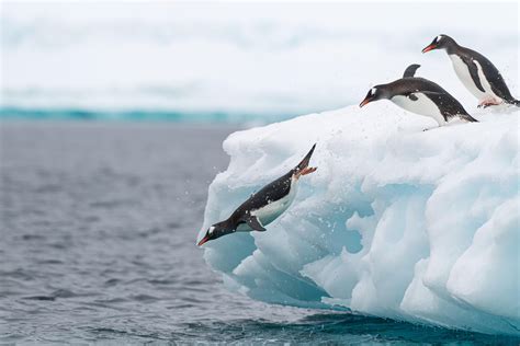 ITAP of Gentoo Penguins using a focus trap#PHOTO #CAPTURE #NATURE #INCREDIBLE | Wildlife photos ...