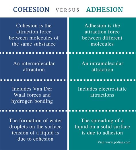 Difference Between Cohesion and Adhesion | Definition, Relationship ...