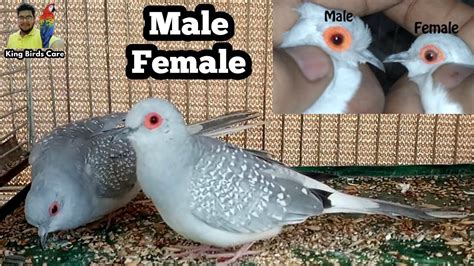 Diamond dove information | Dove Male Female Difference | Diamond dove cage setup - YouTube