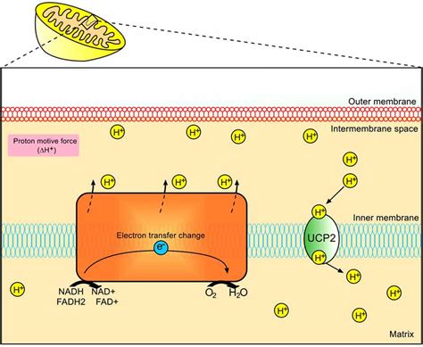 Proton Motive Force In Mitochondria - LincolnPasley