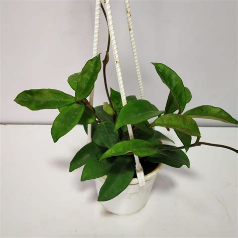 Hoya Carnosa Krimson Green - NurseryBuy