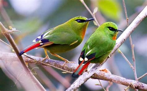 Eaglenest Wildlife Sanctuary, Arunachal Is A Birder’s Paradise