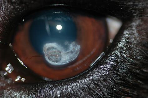 Corneal Calcific Degeneration: Calcium Deposits in Your Dog's Eyes - Ethos Veterinary Health